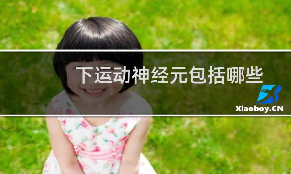 下运动神经元包括哪些图片