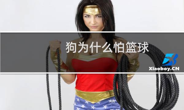 狗为什么怕篮球图片