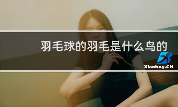 羽毛球的羽毛是什么鸟的羽毛图片
