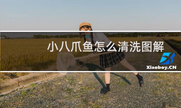 小八爪鱼怎么清洗图解 - 小八爪鱼清洗步骤图解