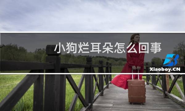 小狗烂耳朵怎么回事? - 狗烂耳朵边缘上什么药