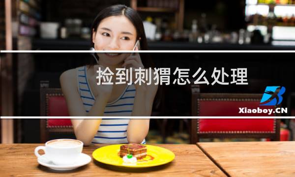捡到刺猬怎么处理 - 刺猬放生等于送死