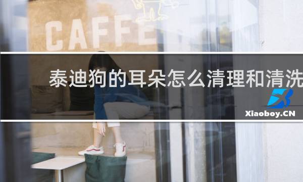 泰迪狗的耳朵怎么清理和清洗 - 怎样清理泰迪的耳毛