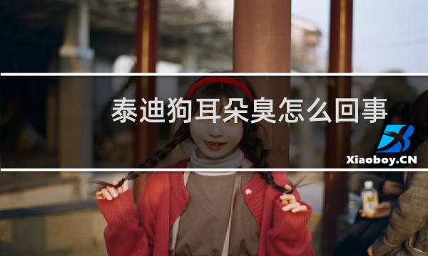 泰迪狗耳朵臭怎么回事 - 泰迪耳朵有臭味的怎么处理