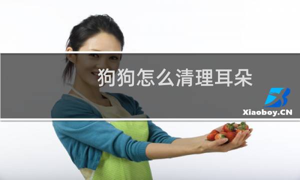 狗狗怎么清理耳朵 - 新手养比熊犬详细攻略