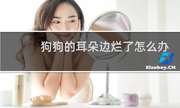 狗狗的耳朵边烂了怎么办 - 狗狗耳朵尖烂掉图片
