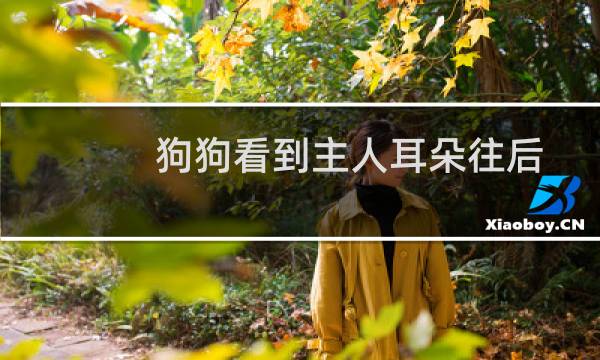 狗狗看到主人耳朵往后 - 狗狗见了我耳朵总是往后贴