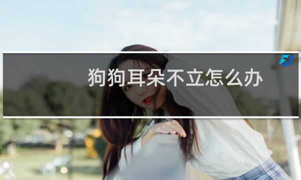 狗狗耳朵不立怎么办 - 立耳的狗耳朵突然软了
