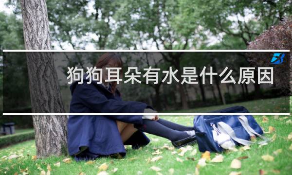 狗狗耳朵有水是什么原因 - 狗狗耳朵按压有水声