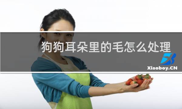 狗狗耳朵里的毛怎么处理 - 泰迪狗狗耳毛到底要不要拔