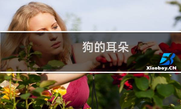 狗的耳朵 - 狗的耳朵有什么作用