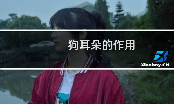 狗耳朵的作用 - 狗的耳朵有什么作用和特点