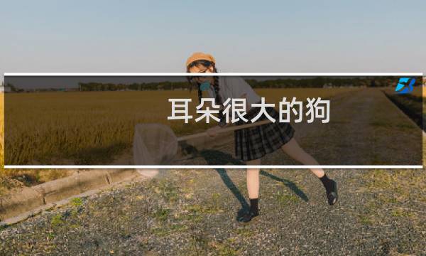 耳朵很大的狗 - 不建议养查理王小猎犬